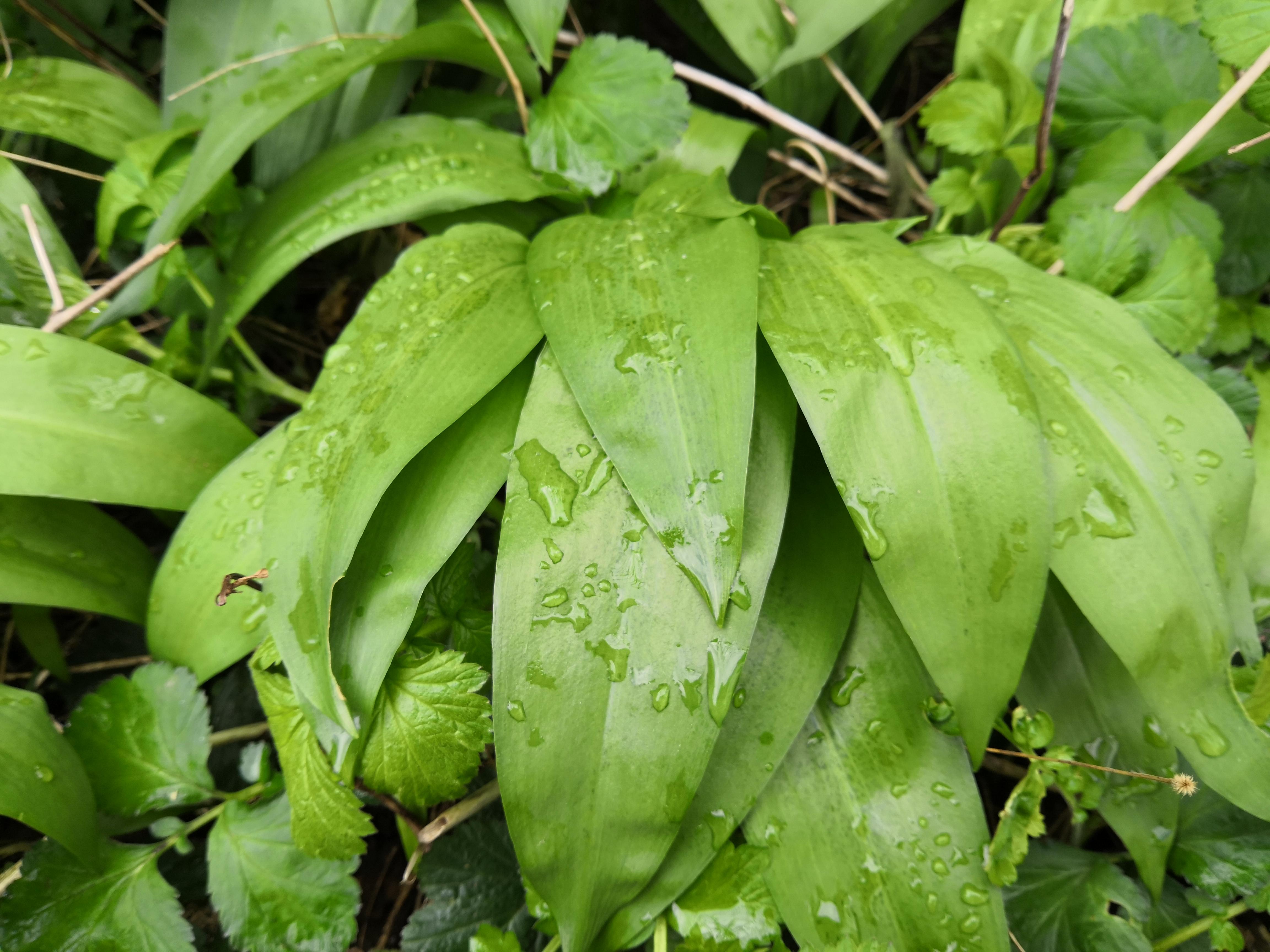 在英国种植野韭菜