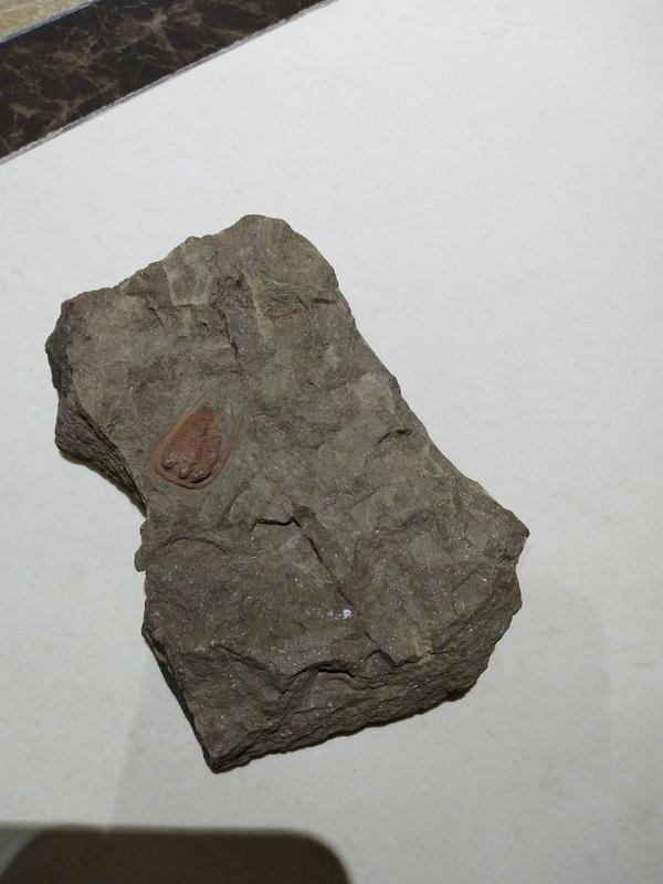 这是什么种类的岩石 知乎