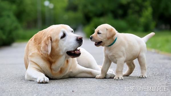 狗狗出现这5大迹象 说明它正在变老 好好珍惜吧 知乎
