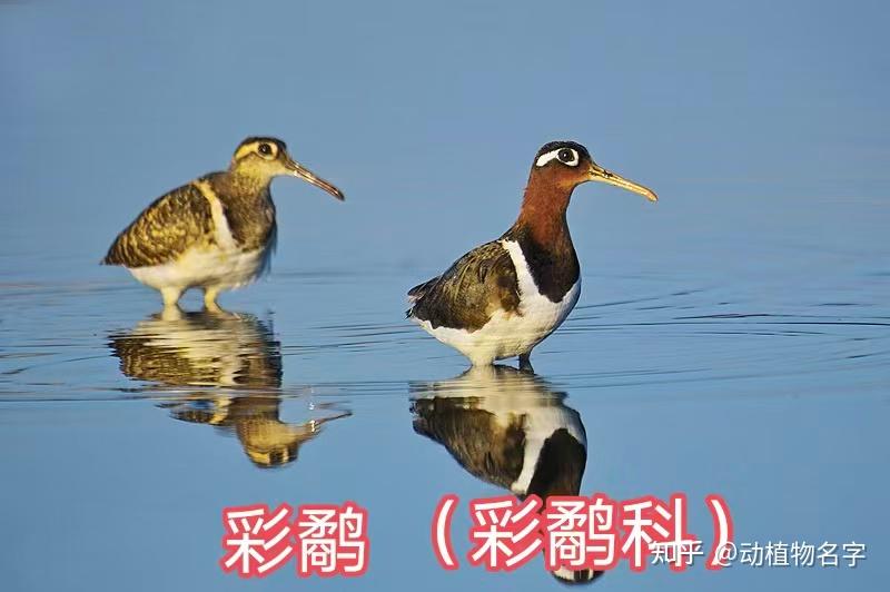 100图带您了解各种各样的鹬 - 知乎