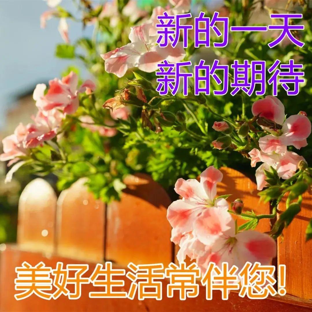 春天特美丽的鲜花早上好祝福大全微信群发清晨早上好问候祝福语动态