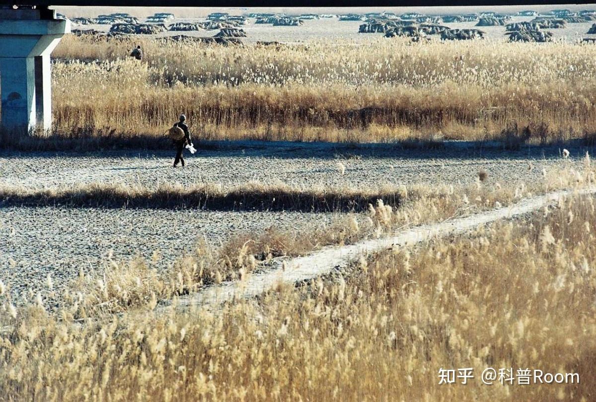东北最后的“刀客”，零下25度割芦苇，起早贪黑一个月才挣5000 - 知乎
