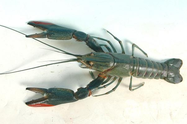 澳洲淡水龙虾红螯螯虾工厂化循环水养殖手册