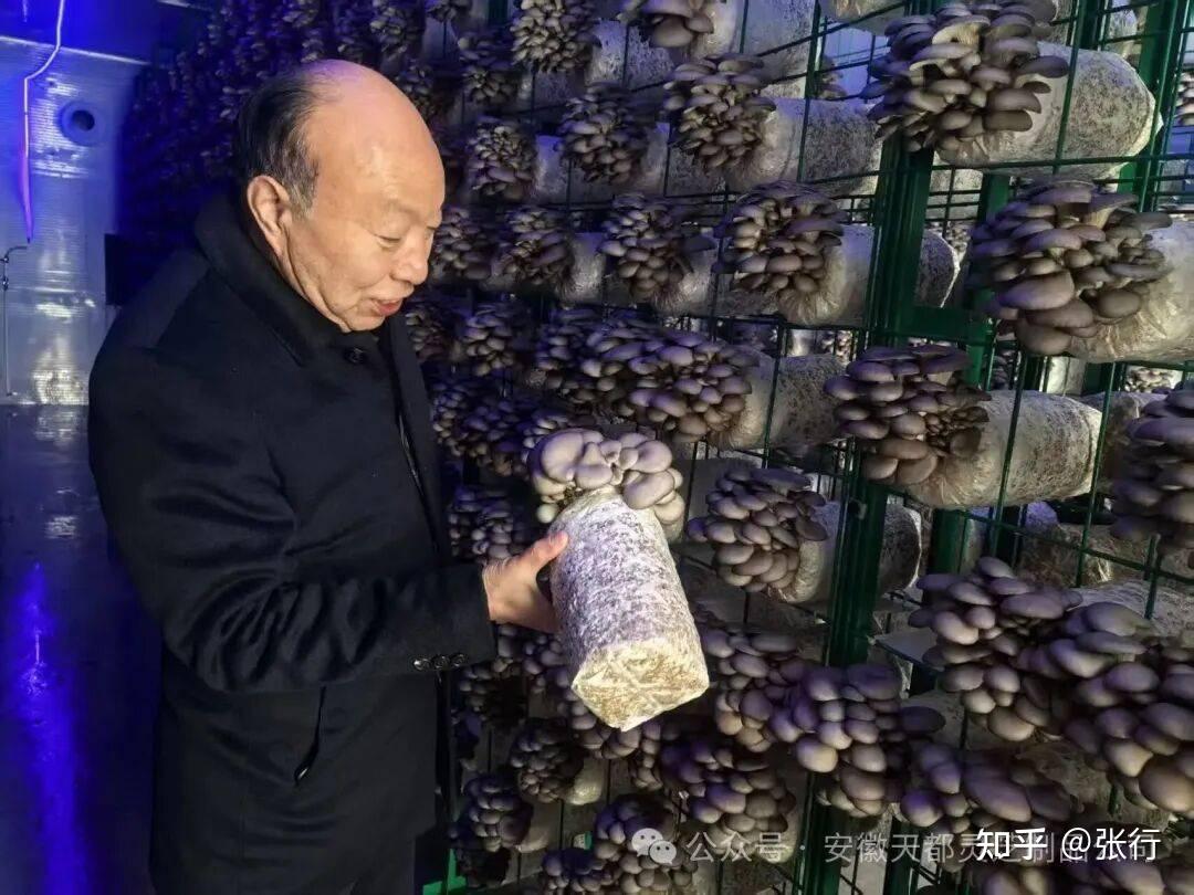 丁伦保教授带队参加合肥市食用菌协会年会暨智能化方舱开园活动 - 知乎