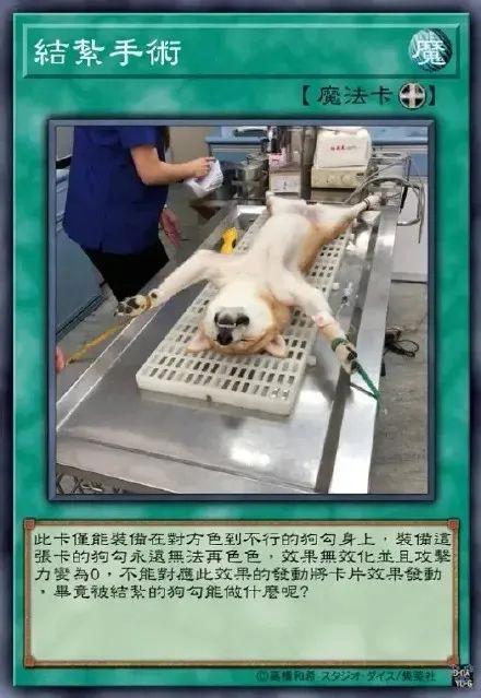 色色柴犬卡牌