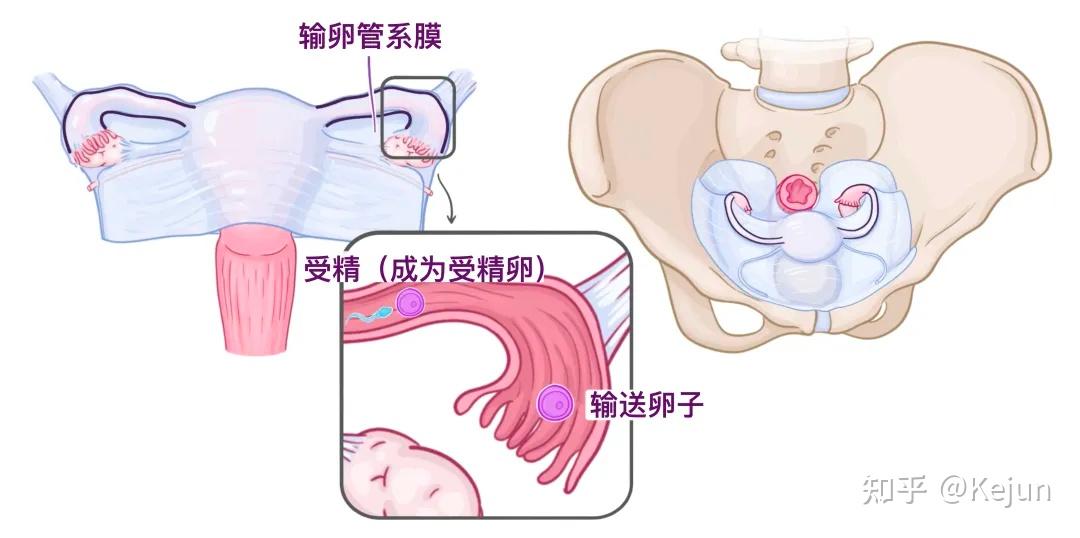 人体解剖学基础