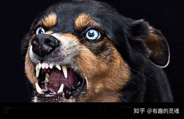 狗得狂犬病的症状有哪些 知乎