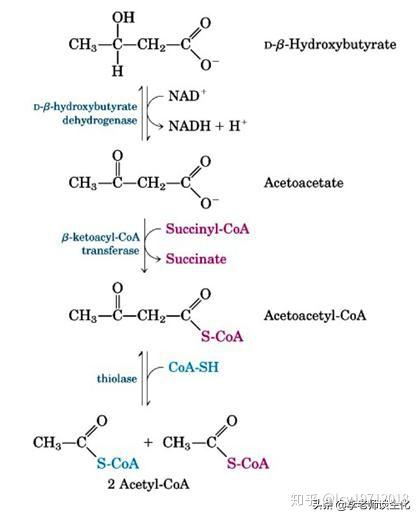 酮体代谢及酮体的多种生理功能 知乎