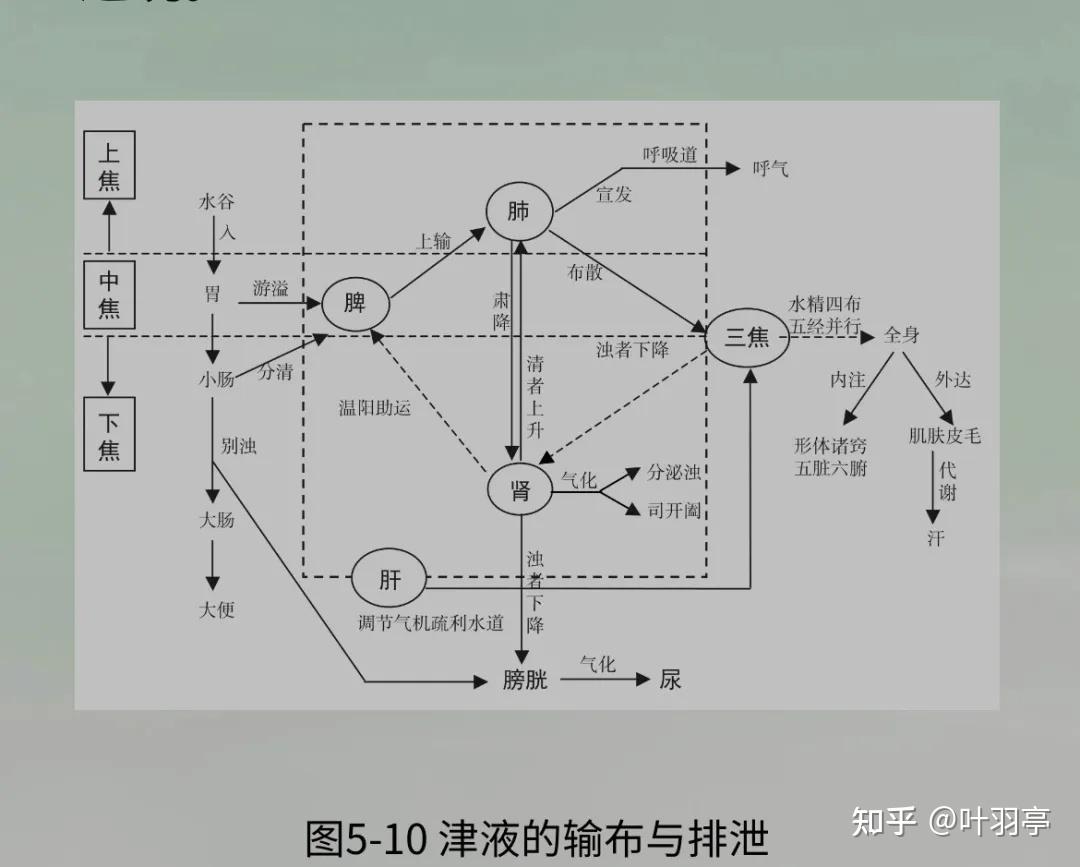 《中医基础理论》:顺应自然 · 阴阳调和 · 身心舒畅——则万病皆消 - 知乎