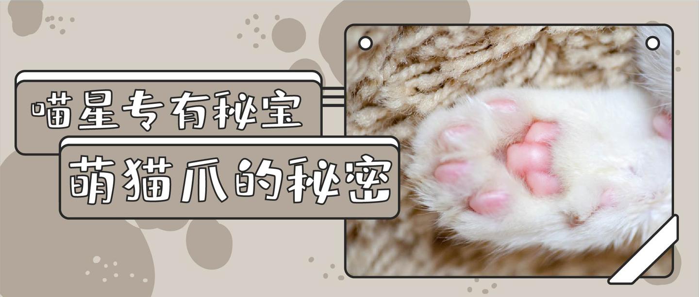 关于猫爪爪的8个冷知识 看你知道多少 知乎