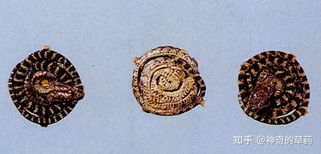 中药材:金钱白花蛇