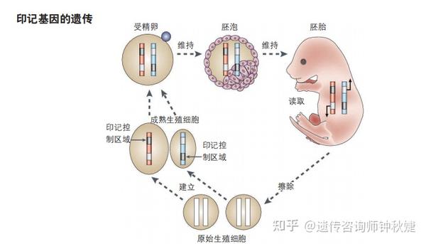 生育四子，两子流产，两子夭折——“基因不合”的父母就真的生育不了健康宝宝吗？ - 知乎