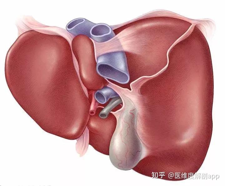 肝脏结构示意图