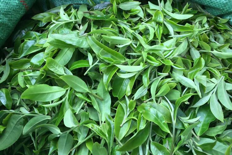 茶菁采下后须要注意的几个小技巧