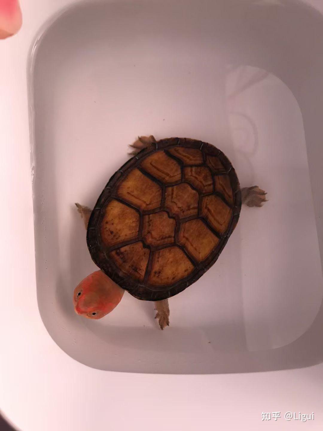 如何饲养红面蛋龟 - 知乎