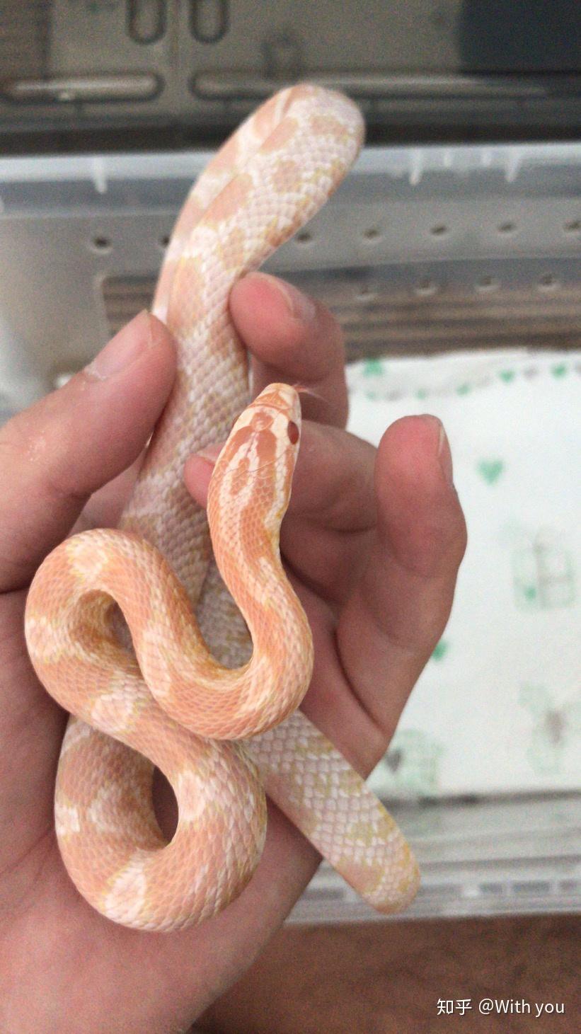 在哪里可以买到宠物蛇