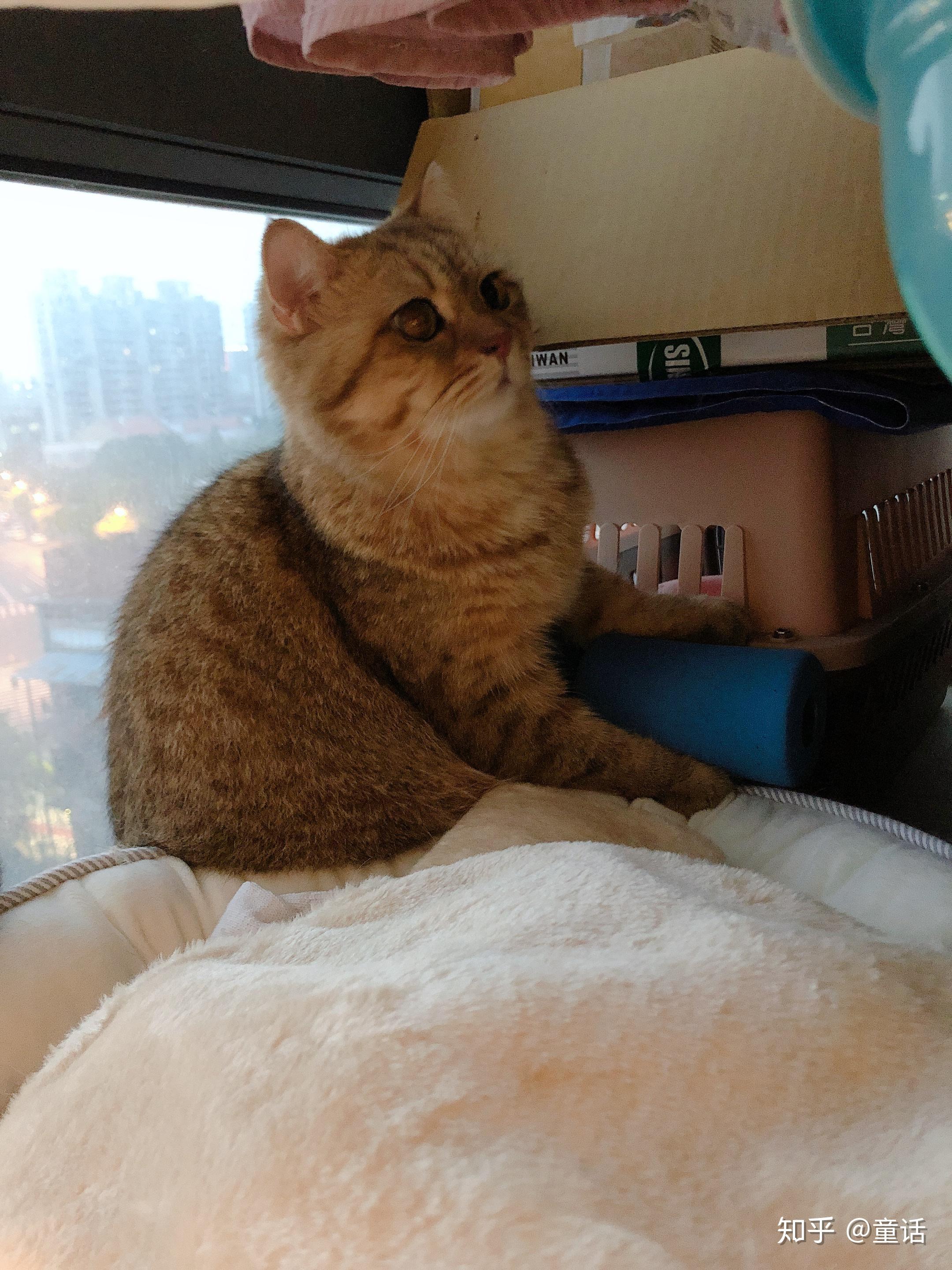 想养只猫，请问哪个品种的猫比较乖？ - 知乎