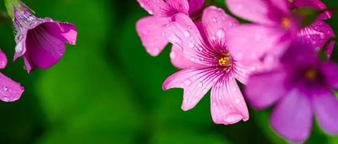 为一直被喊作 三叶草 的 紫花酢浆草 正名 知乎