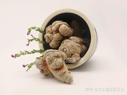 三七的主根和须根作用区别很大吗? - 知乎