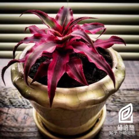 「植培施」来自夜间的空气净化清新剂,超可爱的姬凤梨 - 知乎