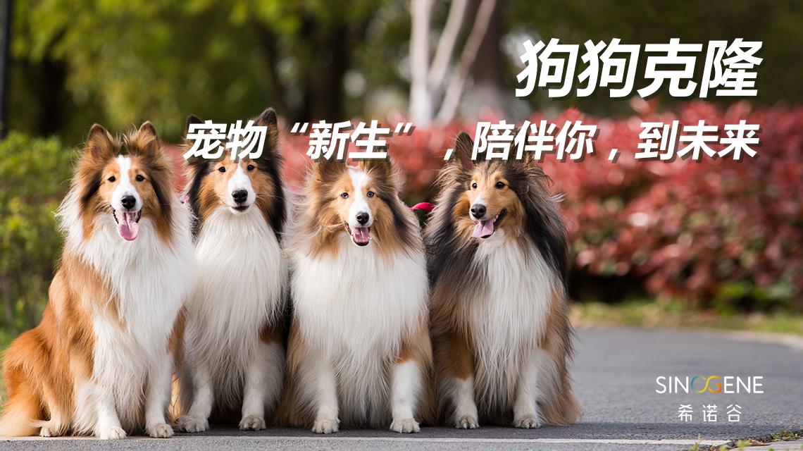 想要给宠物克隆,你必须要先了解这五件事!