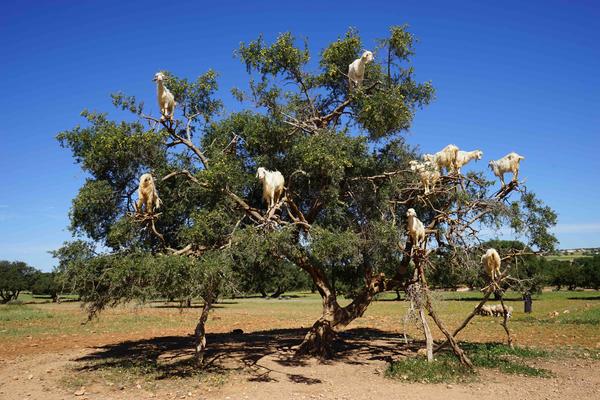 摩洛哥的山羊,会爬到长满阿甘果的阿甘树上吃果子.