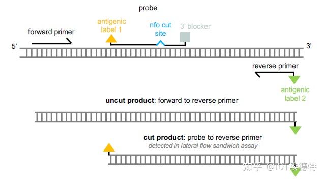 【文献速递】IDT gBlocks Gene Fragments助力推进宫颈癌筛查研究 - 知乎