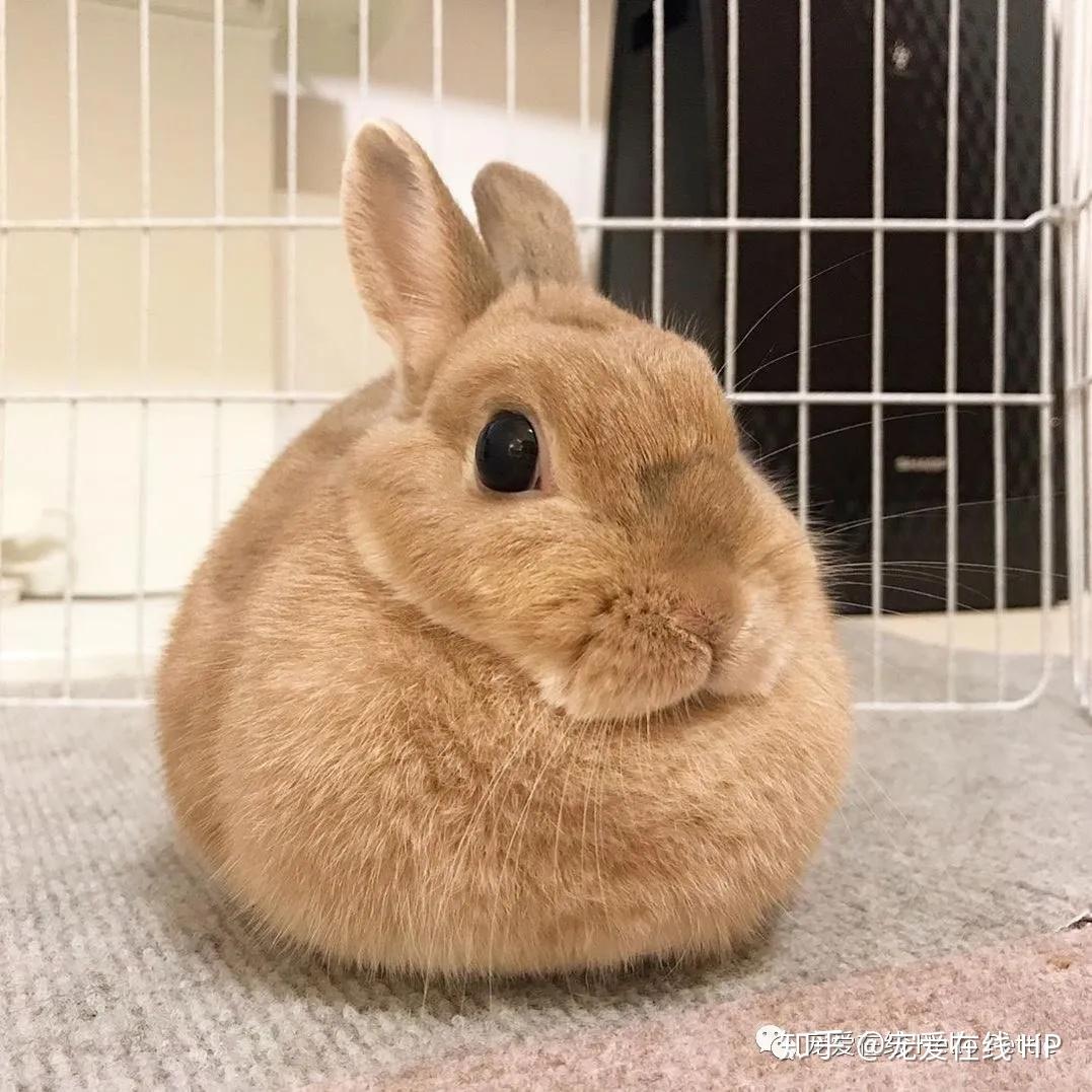 母亲节兔妈怀孕是什么样怎么照顾孕兔