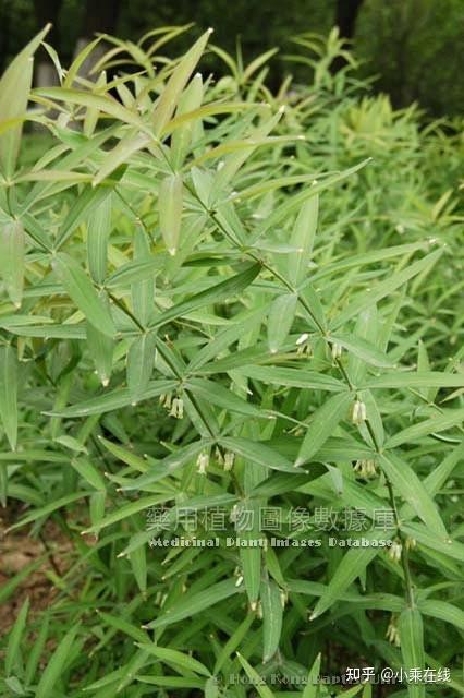 黄精(中药材资料、植物图像) - 知乎