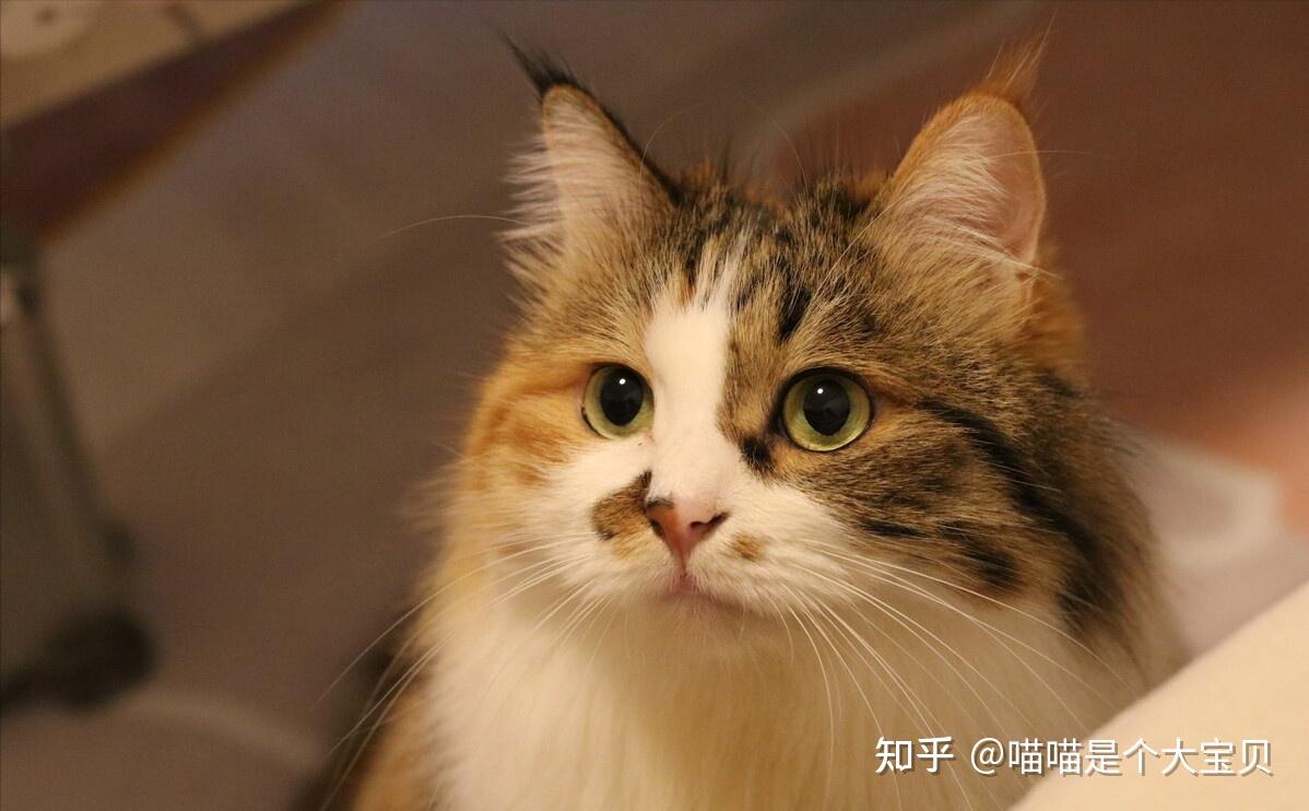 宝藏选手——“三花猫”,网友:养了才知道它的好 - 知乎