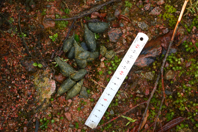 铲屎官"们还会顺道"铲"一下其他伴生动物的粪便,比如毛冠鹿,鬣羚,林麝