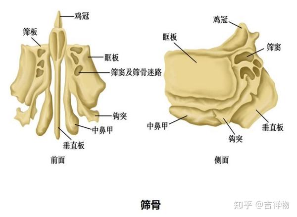 系统解剖学笔记1-颅骨 - 知乎
