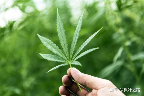 珍爱生命 远离大麻 知乎