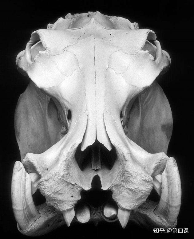 真正的霸王龙长什么样子?