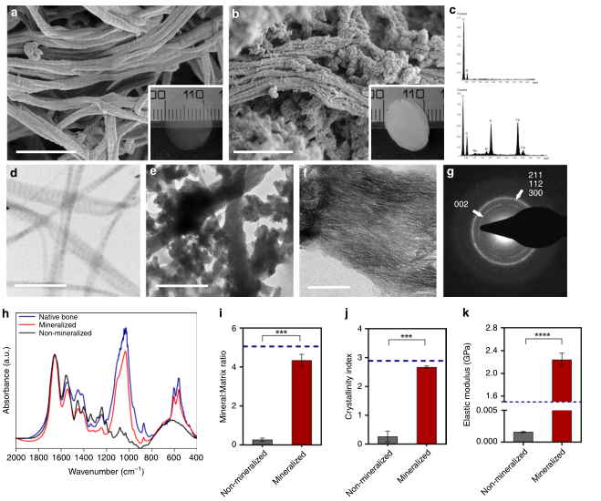 nature子刊膠原纖維仿生礦化快速製備血管化和神經化的載細胞骨模型