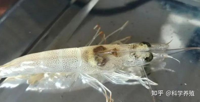 对虾