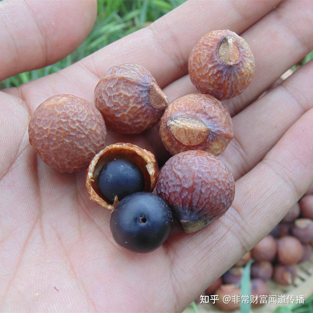 木槵子秉天地日月之精气而生木珠圆润无缺念满百万数永断烦恼根