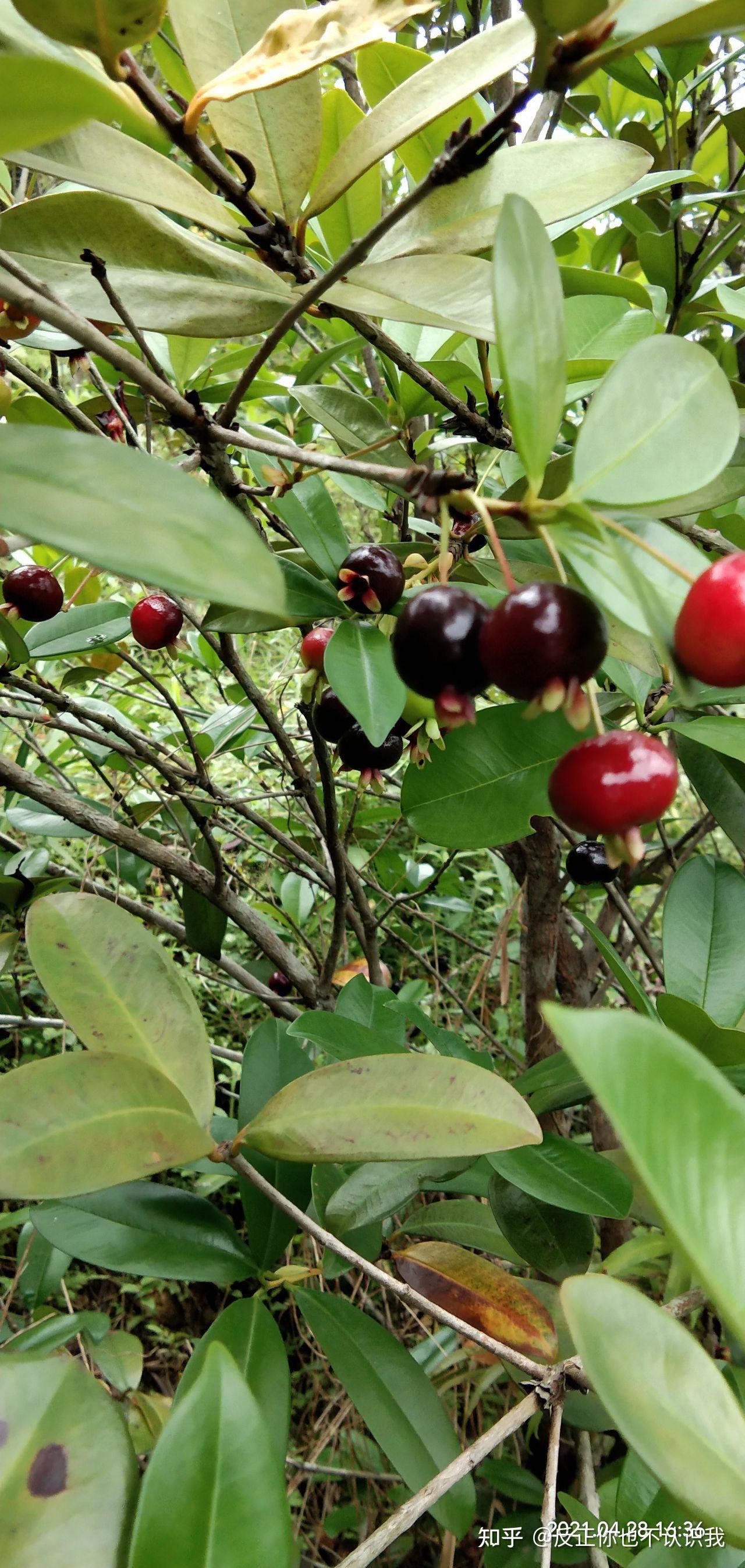 这是什么果子 知乎
