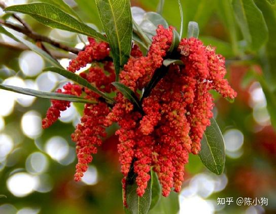 花钟(12小时版本) - 知乎