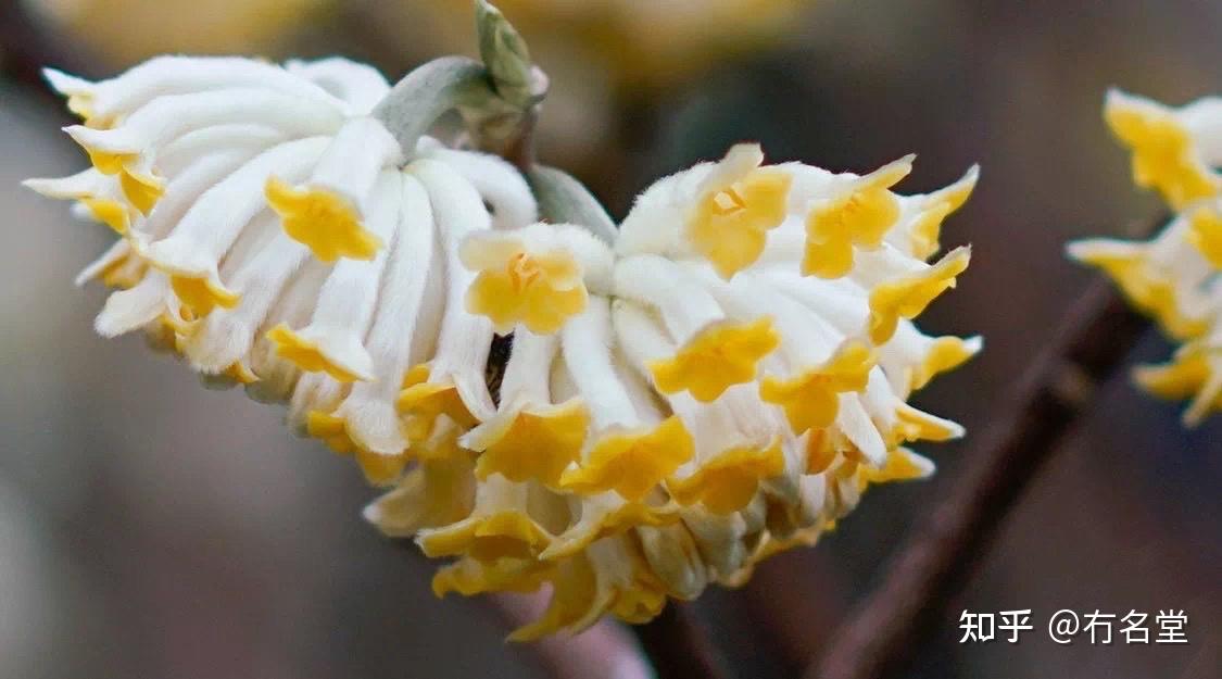 樵夫植物考被日本用进和纸的植物结花