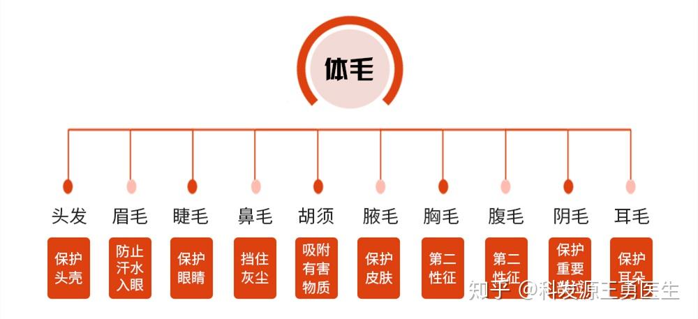 肉眼能看到的部分叫毛干,埋在皮肤底下的部分叫毛根