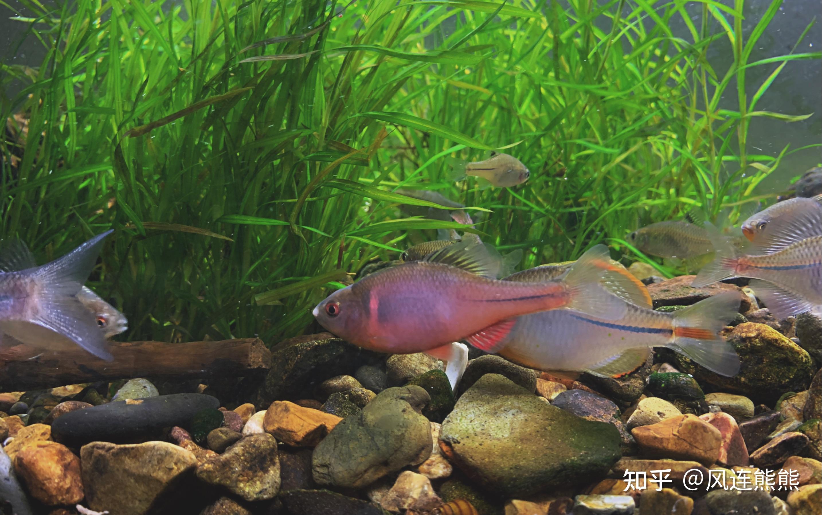 常见养殖淡水鱼不定期更新和补充