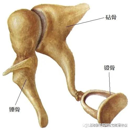人体最小的骨头在耳朵里,但是功能却不小! - 知乎