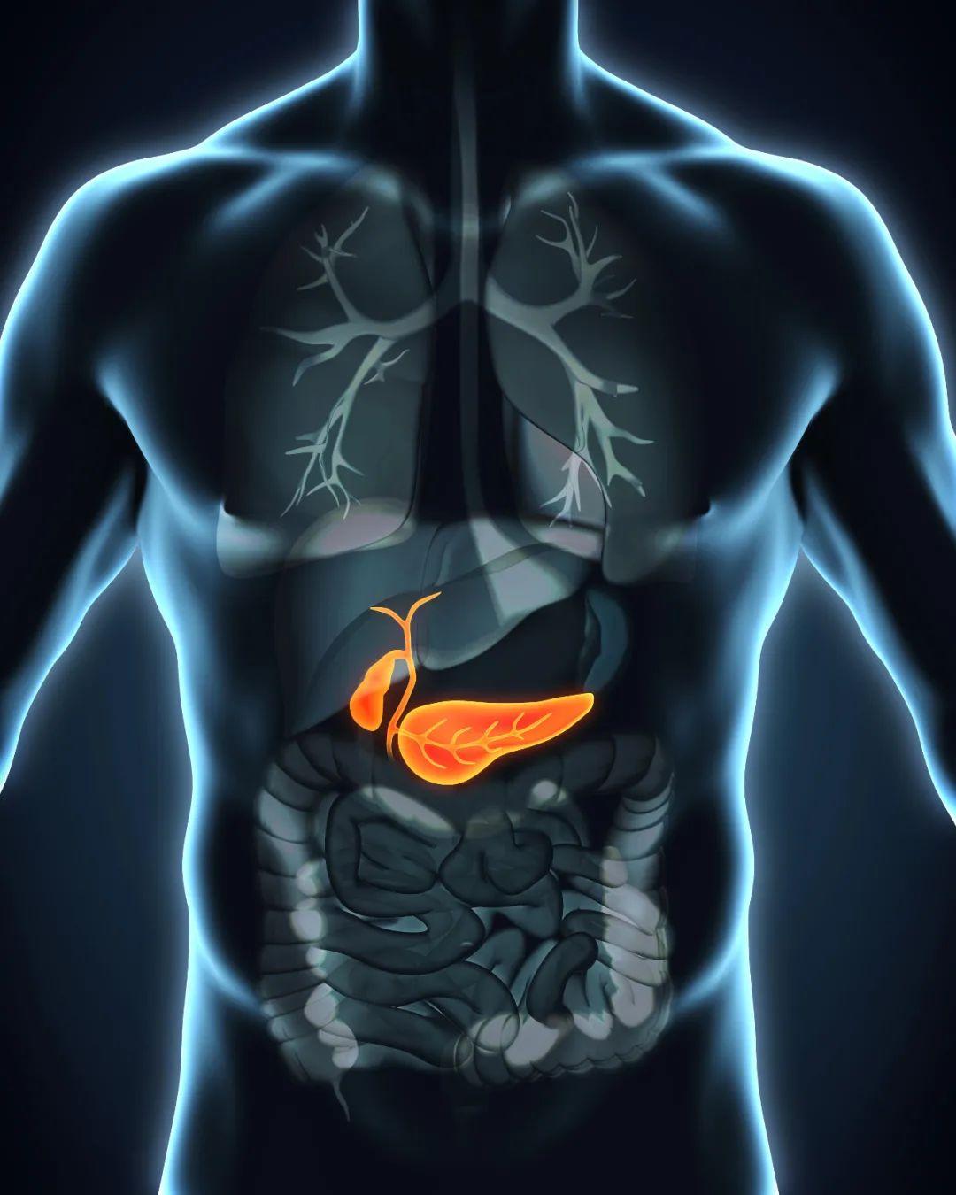 人体胆囊位置图片