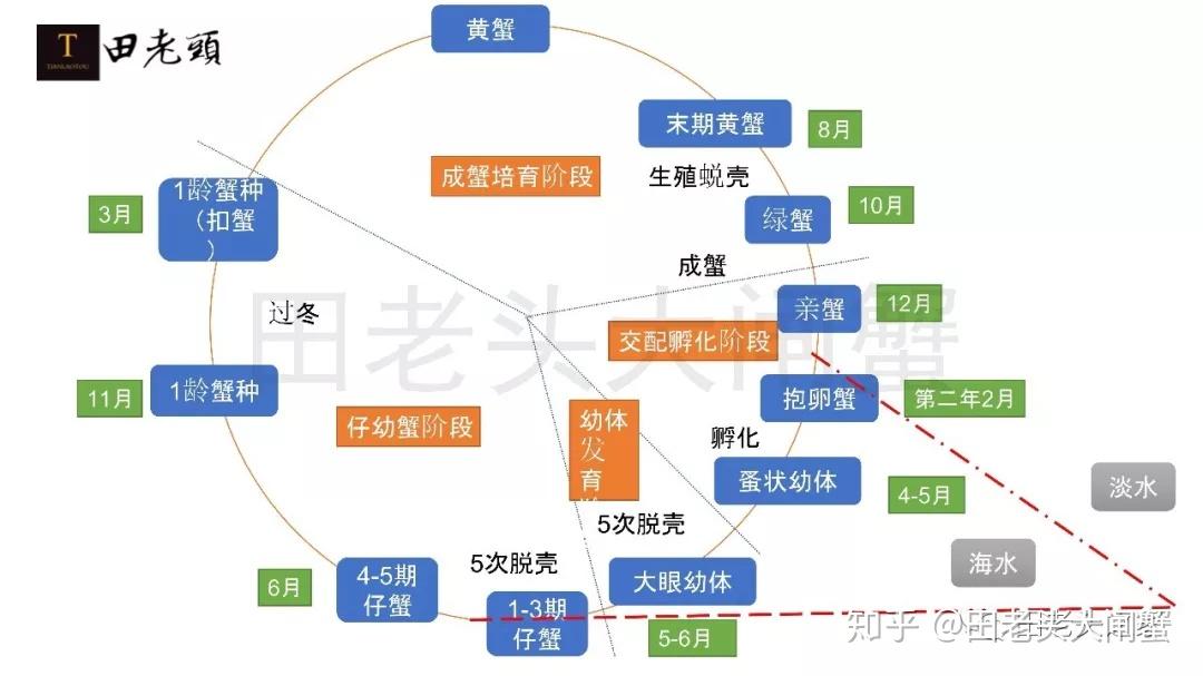 螃蟹从卵生长过程图图片