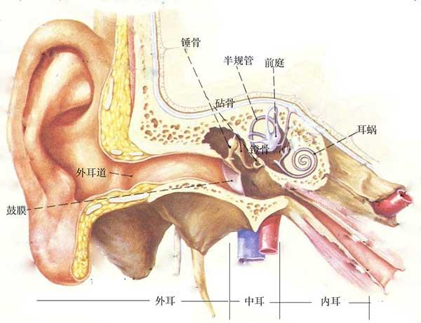 耳朵到耳膜有多深图片图片