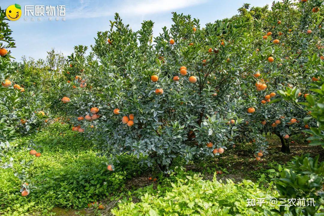 辰颐物语挂在树上的芬达广西武鸣茂谷柑踏春而来重磅首发