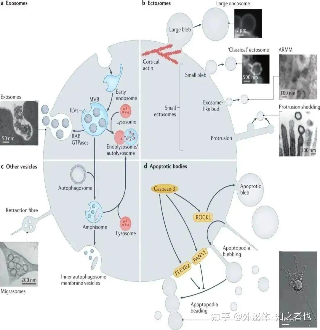 113分综述|细胞外囊泡生物发生和“货物”分选的特异性调节 - 知乎