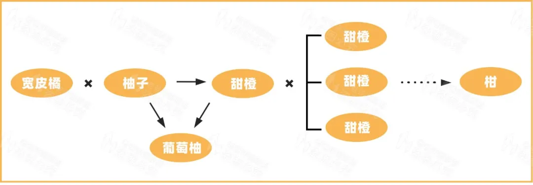 了酸橙酸橙和香橼杂交产生了柠檬香橼和小花橙杂交产生了莱檬除了这