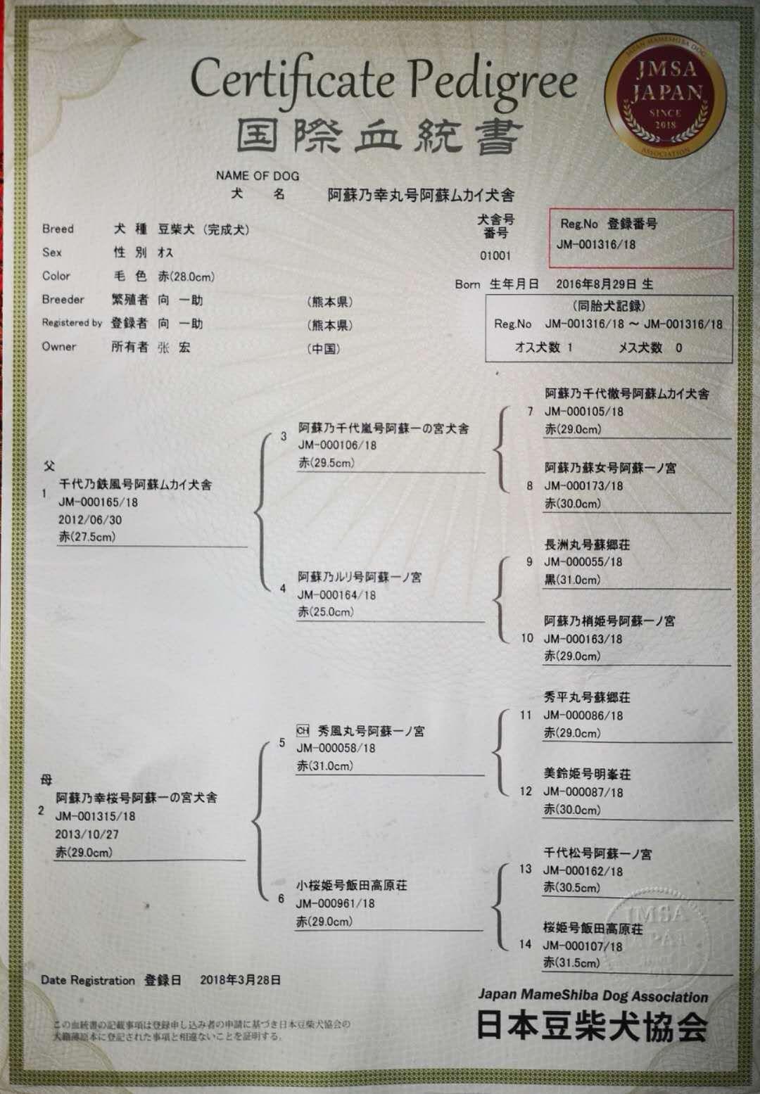 第二张图片是四代证书(完成犬)第一张图片是标准柴犬与豆柴,豆柴证书